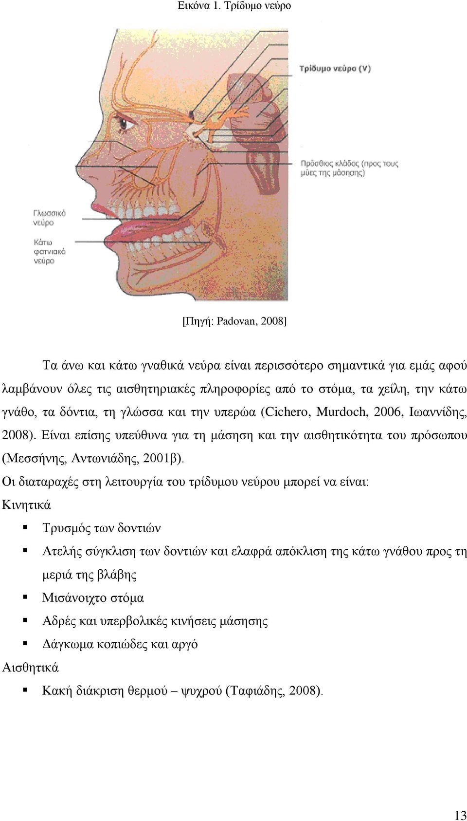 την κάτω γνάθο, τα δόντια, τη γλώσσα και την υπερώα (Cichero, Murdoch, 2006, Ιωαννίδης, 2008).