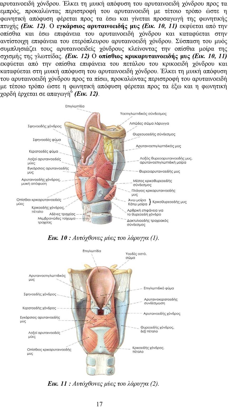 πτυχής (Εικ. 12). Ο εγκάρσιος αρυταινοειδής μυς (Εικ.