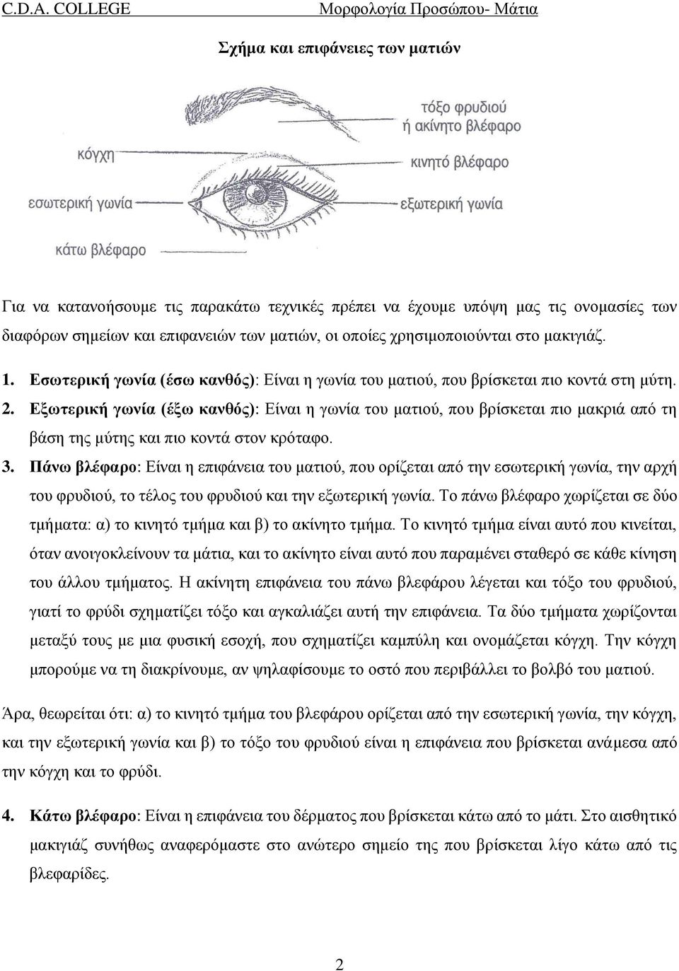 Εξωτερική γωνία (έξω κανθός): Είναι η γωνία του ματιού, που βρίσκεται πιο μακριά από τη βάση της μύτης και πιο κοντά στον κρόταφο. 3.