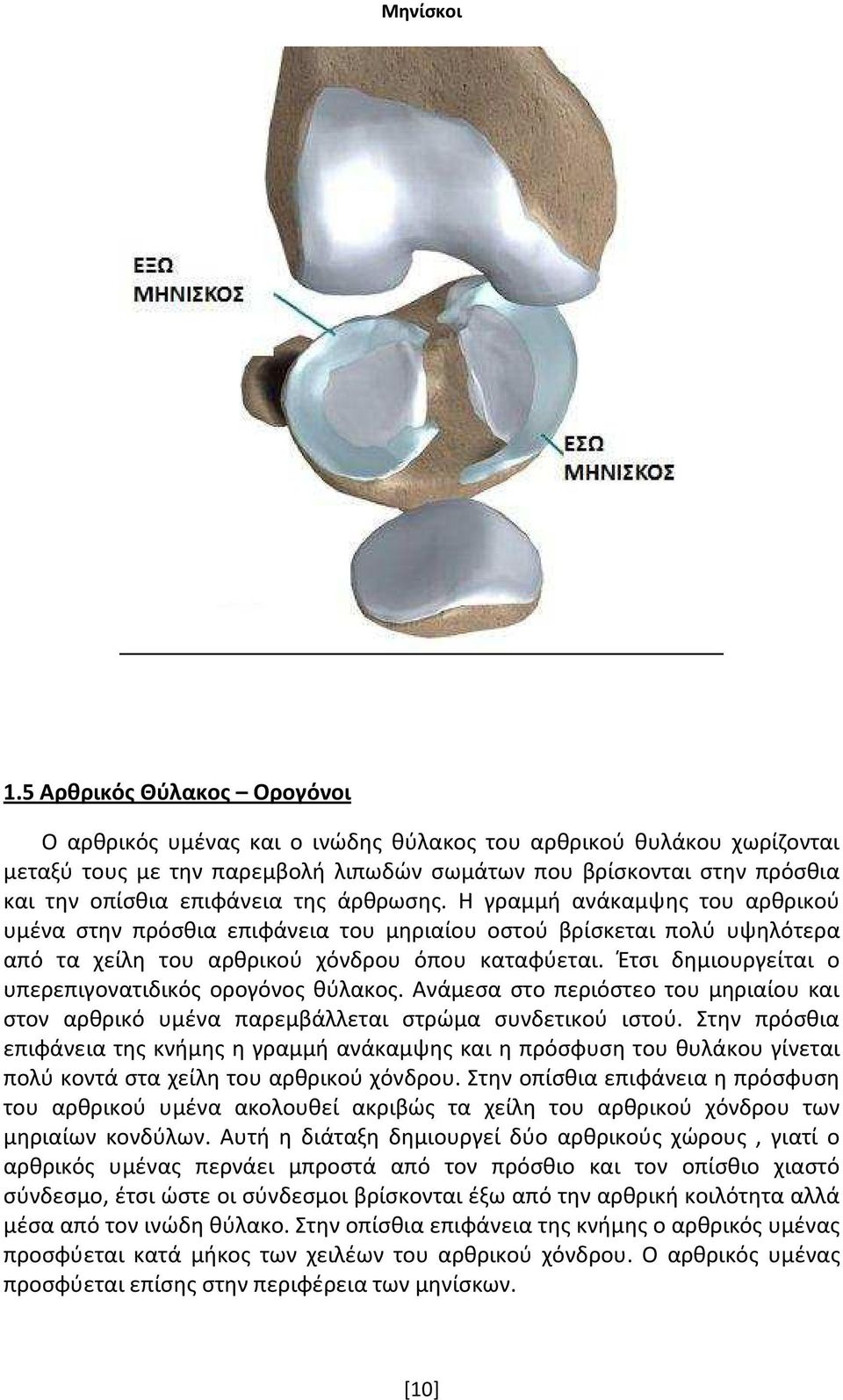 της άρθρωσης. Η γραμμή ανάκαμψης του αρθρικού υμένα στην πρόσθια επιφάνεια του μηριαίου οστού βρίσκεται πολύ υψηλότερα από τα χείλη του αρθρικού χόνδρου όπου καταφύεται.