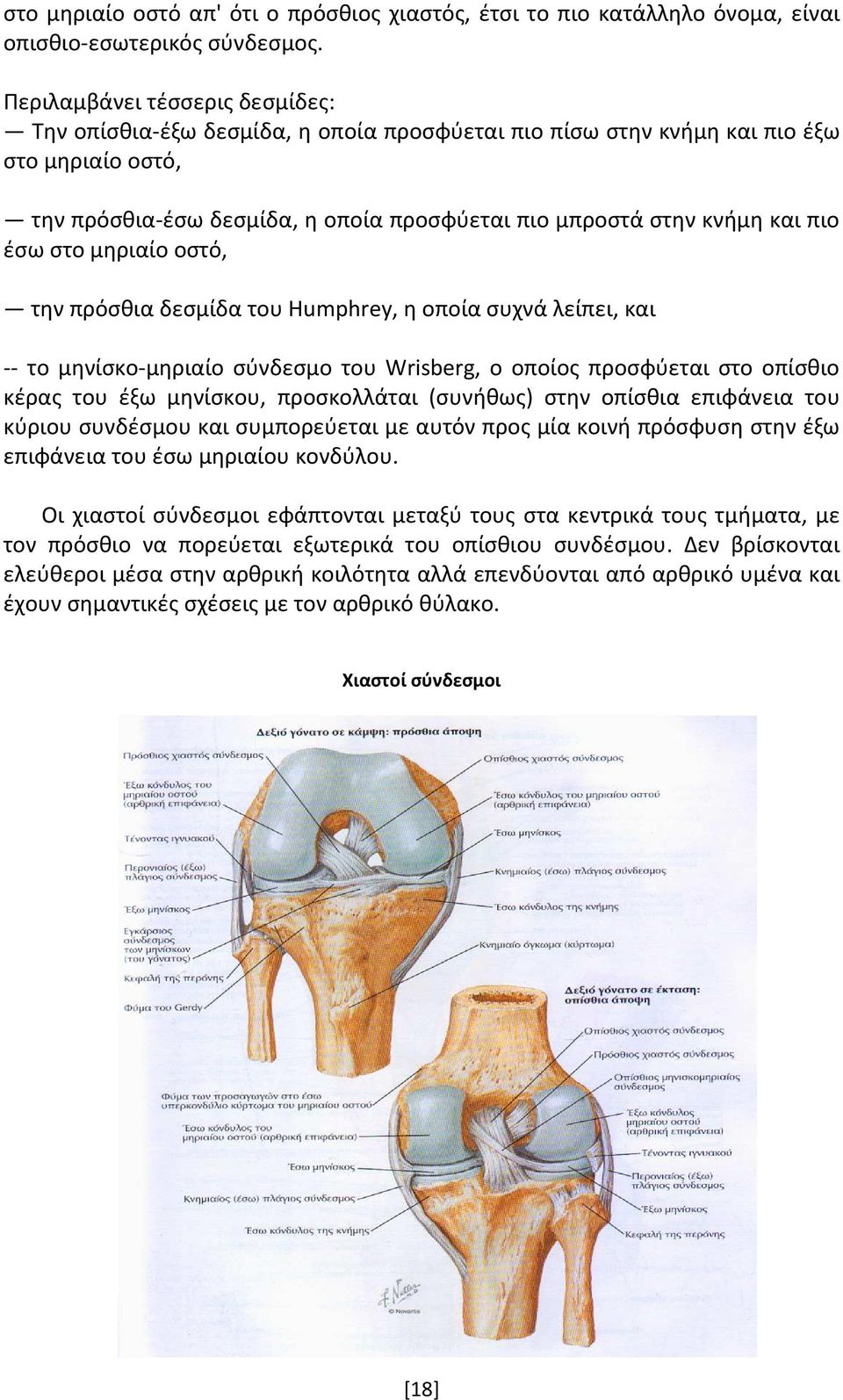 πιο έσω στο μηριαίο οστό, την πρόσθια δεσμίδα του Humphrey, η οποία συχνά λείπει, και -- το μηνίσκο-μηριαίο σύνδεσμο του Wrisberg, ο οποίος προσφύεται στο οπίσθιο κέρας του έξω μηνίσκου, προσκολλάται