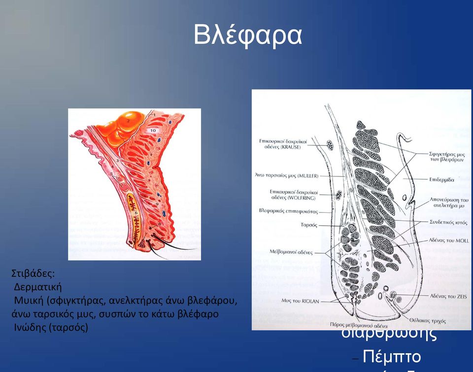 βλεφάρου, άνω ταρσικός μυς,