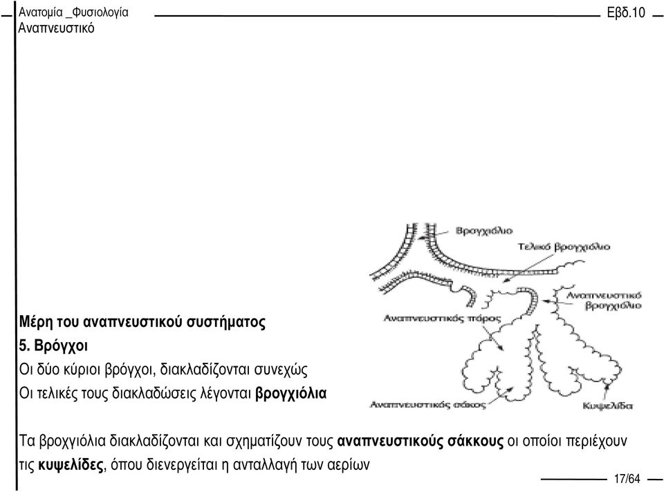 διακλαδώσεις λέγονται βρογχιόλια Τα βροχγιόλια διακλαδίζονται και