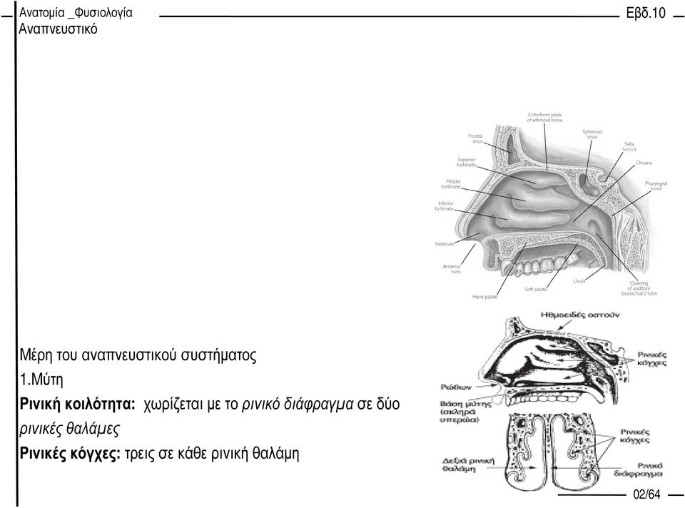 ρινικό διάφραγµα σε δύο ρινικές θαλάµες