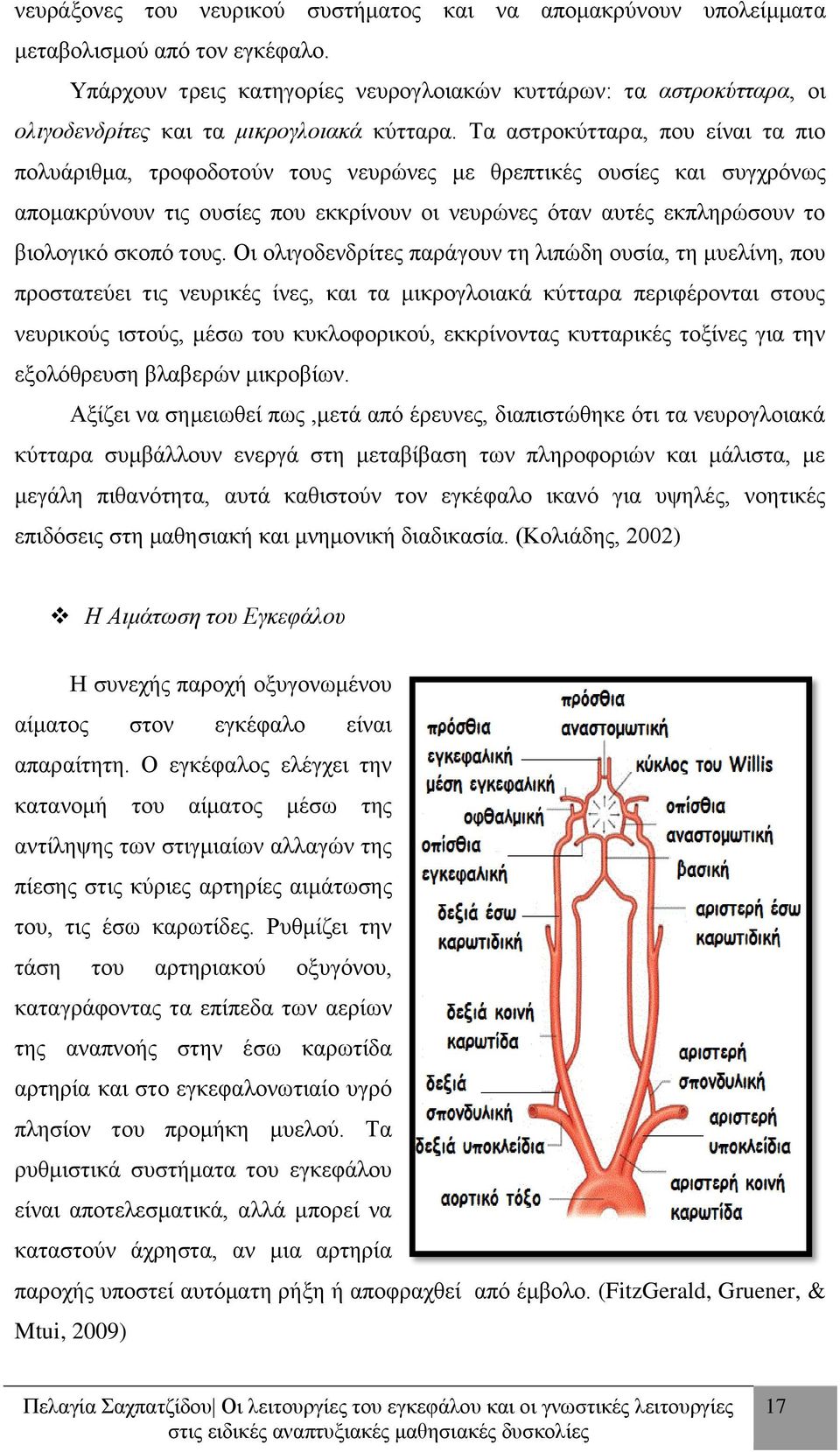 Τα αστροκύτταρα, που είναι τα πιο πολυάριθμα, τροφοδοτούν τους νευρώνες με θρεπτικές ουσίες και συγχρόνως απομακρύνουν τις ουσίες που εκκρίνουν οι νευρώνες όταν αυτές εκπληρώσουν το βιολογικό σκοπό