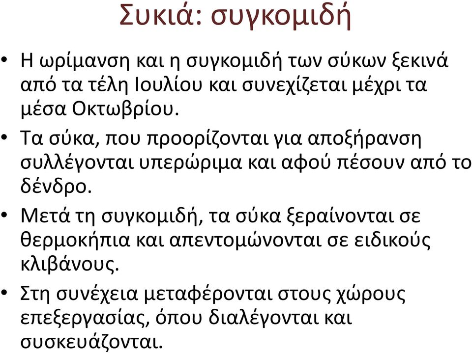 Τα σύκα, που προορίζονται για αποξήρανση συλλέγονται υπερώριμα και αφού πέσουν από το δένδρο.