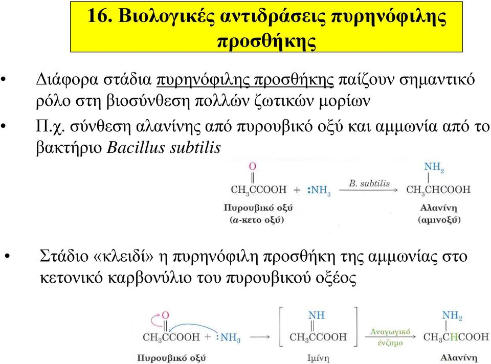 σύνθεση αλανίνης από πυρουβικό οξύ και αμμωνία από το βακτήριο Bacillus subtilis