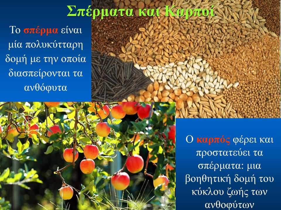 ανθοφύτων Το σπέρμα είναι μία πολυκύτταρη δομή