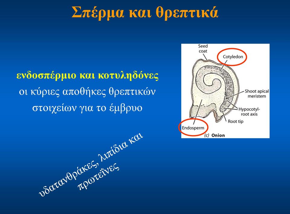 κοτυληδόνες οι κύριες