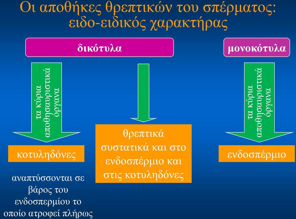 μονοκότυλα κοτυληδόνες αναπτύσσονται σε βάρος του ενδοσπερμίου το οποίο