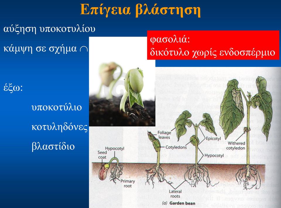 φασολιά: δικότυλο χωρίς