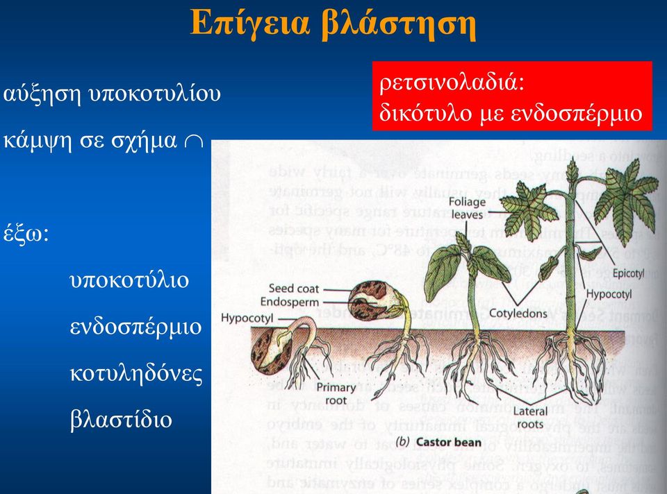 ρετσινολαδιά: δικότυλο με