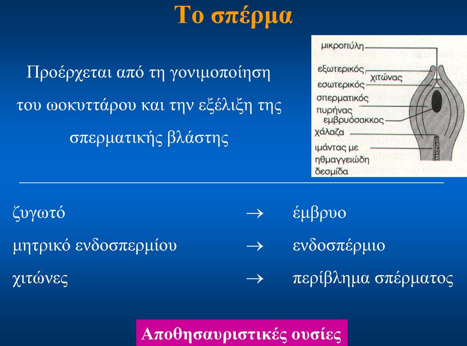 της σπερματικής βλάστης ζυγωτό έμβρυο μητρικό