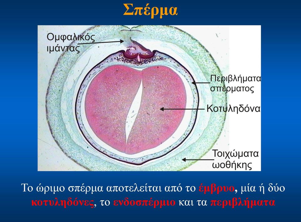 μία ή δύο κοτυληδόνες, το