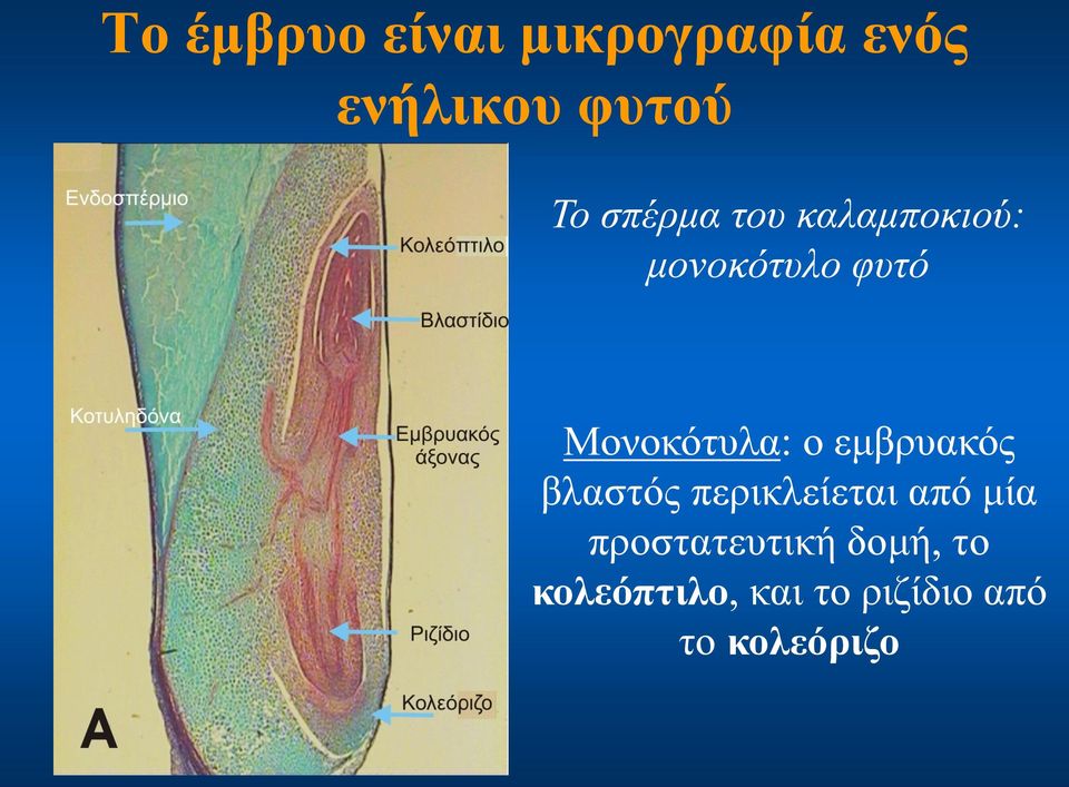 ο εμβρυακός βλαστός περικλείεται από μία