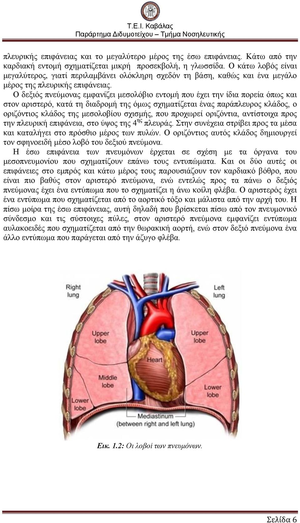 Ο δεξιός πνεύμονας εμφανίζει μεσολόβιο εντομή που έχει την ίδια πορεία όπως και στον αριστερό, κατά τη διαδρομή της όμως σχηματίζεται ένας παράπλευρος κλάδος, ο οριζόντιος κλάδος της μεσολοβίου