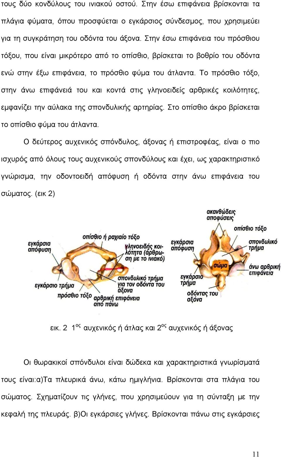 Το πρόσθιο τόξο, στην άνω επιφάνειά του και κοντά στις γληνοειδείς αρθρικές κοιλότητες, εμφανίζει την αύλακα της σπονδυλικής αρτηρίας. Στο οπίσθιο άκρο βρίσκεται το οπίσθιο φύμα του άτλαντα.