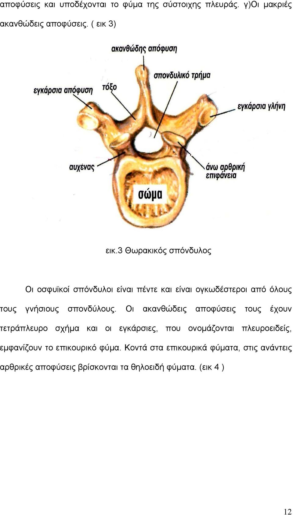 Οι ακανθώδεις αποφύσεις τους έχουν τετράπλευρο σχήμα και οι εγκάρσιες, που ονομάζονται πλευροειδείς, εμφανίζουν