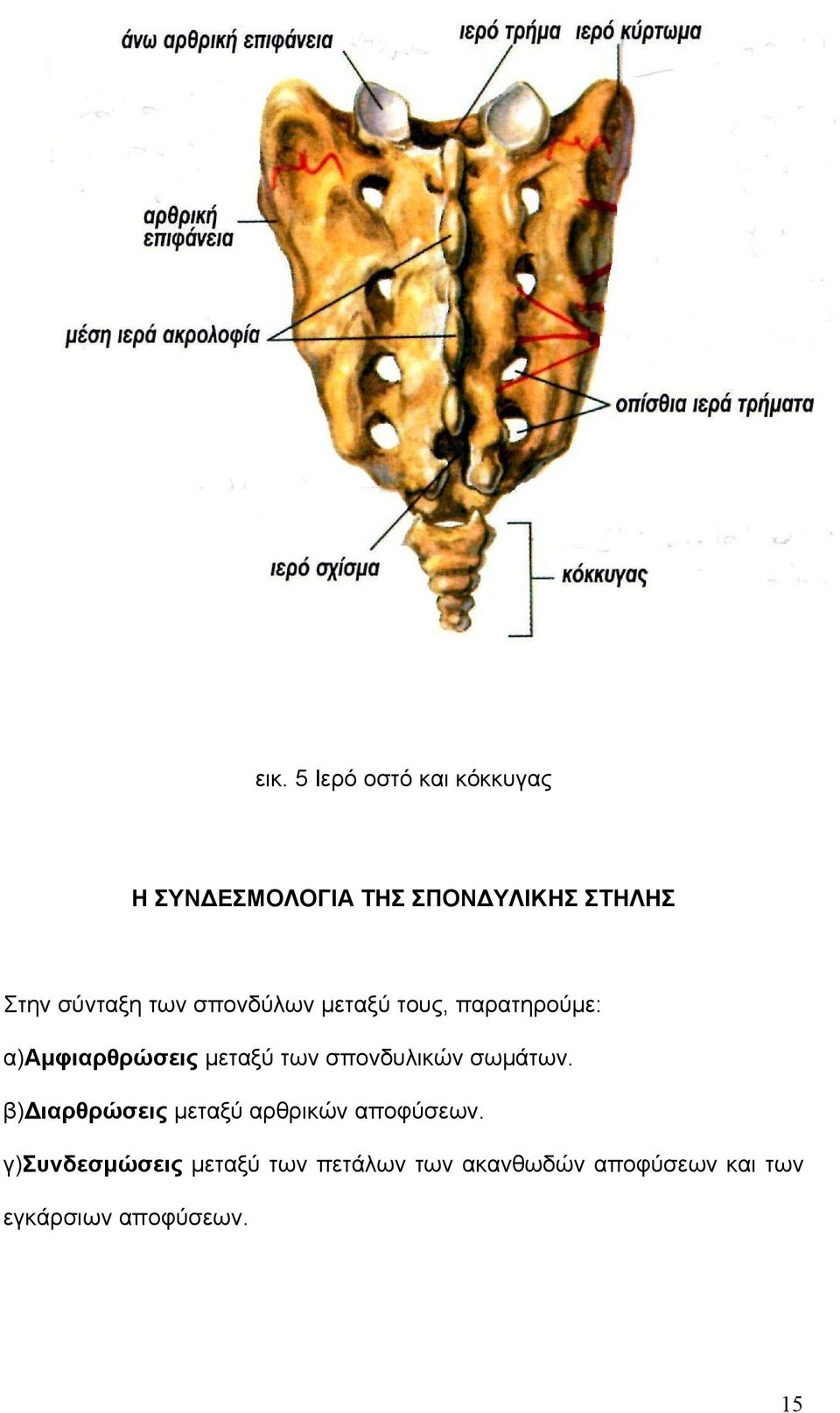 σπονδυλικών σωμάτων. β)διαρθρώσεις μεταξύ αρθρικών αποφύσεων.