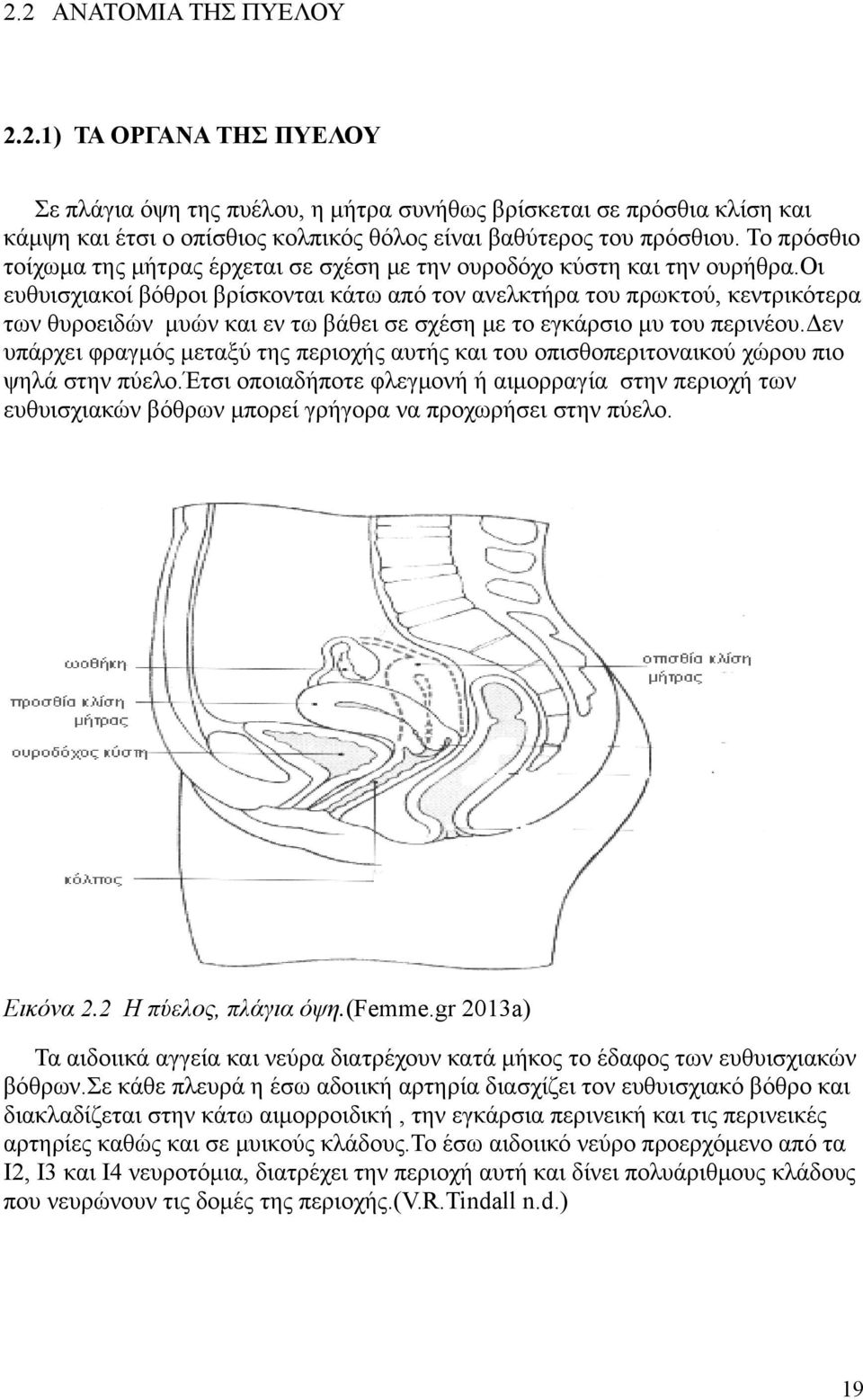 οι ευθυισχιακοί βόθροι βρίσκονται κάτω από τον ανελκτήρα του πρωκτού, κεντρικότερα των θυροειδών μυών και εν τω βάθει σε σχέση με το εγκάρσιο μυ του περινέου.