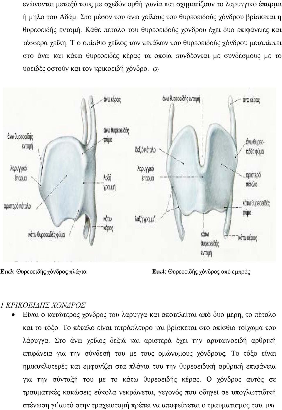 Τ ο οπίσθιο χείλος των πετάλων του θυρεοειδούς χόνδρου μεταπίπτει στο άνω και κάτω θυρεοειδές κέρας τα οποία συνδέονται με συνδέσμους με το υοειδές οστούν και τον κρικοειδή χόνδρο.