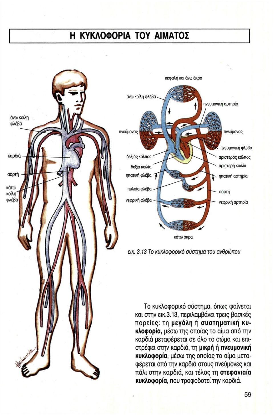 βασικές πορείες: τη μεγάλη ή συστηματική κυκλοφορία, μέσω της οποίας το αίμα από την καρδιά μεταφέρεται σε όλο το σώμα