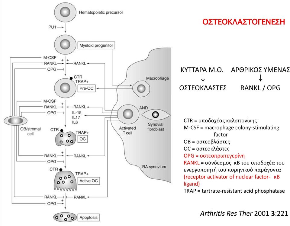 οστεοπρωτεγερίνη RANKL = σύνδεσμος κβ του υποδοχέα του ενεργοποιητή του πυρηνικού παράγοντα