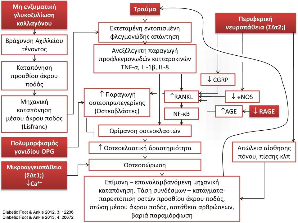 TNF-α, IL-1β, IL-8 Παραγωγή οστεοπρωτεγερίνης (Οστεοβλάστες) Ωρίμανση οστεοκλαστών RANKL NF-κΒ Οστεοκλαστική δραστηριότητα Οστεοπώρωση CGRP Επίμονη επαναλαμβανόμενη μηχανική καταπόνηση.