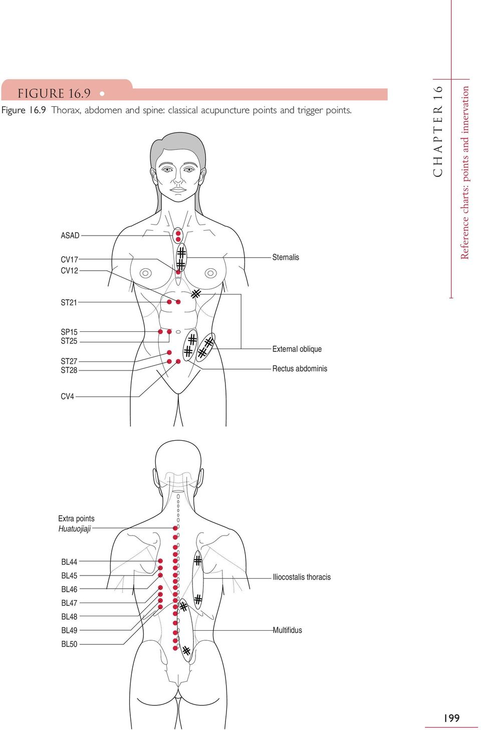 ASAD CV17 CV12 Sternalis CHAPTER 16 Reference charts: points and innervation ST21