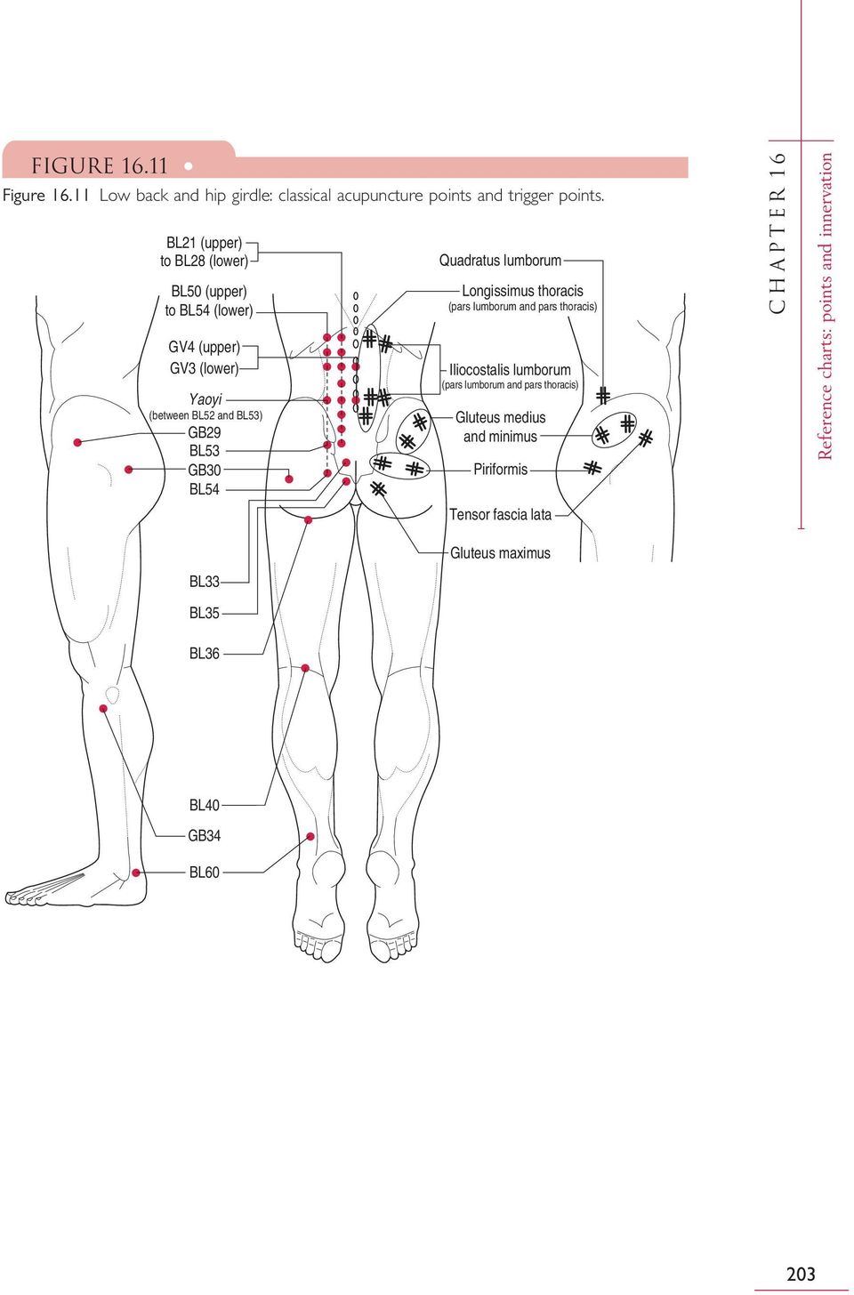 BL54 Quadratus lumborum Longissimus thoracis (pars lumborum and pars thoracis) Iliocostalis lumborum (pars lumborum and pars