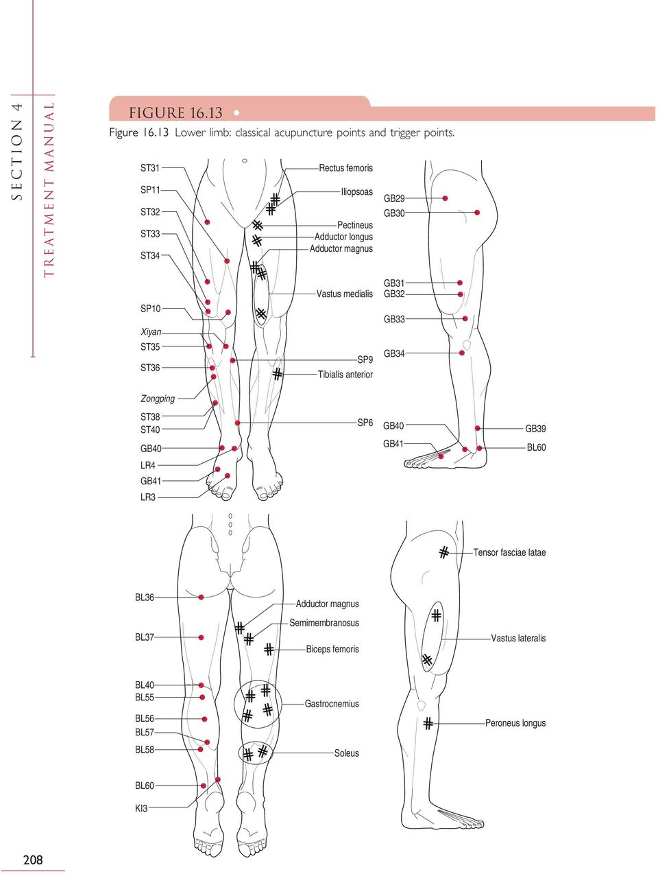 medialis SP9 Tibialis anterior GB29 GB30 GB31 GB32 GB33 GB34 ST38 ST40 SP6 GB40 GB39 GB40 GB41 BL60 LR4 GB41 LR3 Tensor fasciae