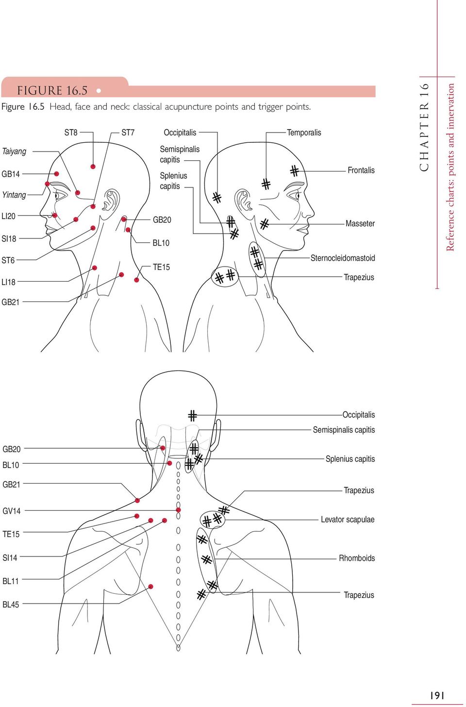 TE15 Temporalis Frontalis Masseter Sternocleidomastoid Trapezius CHAPTER 16 Reference charts: points and