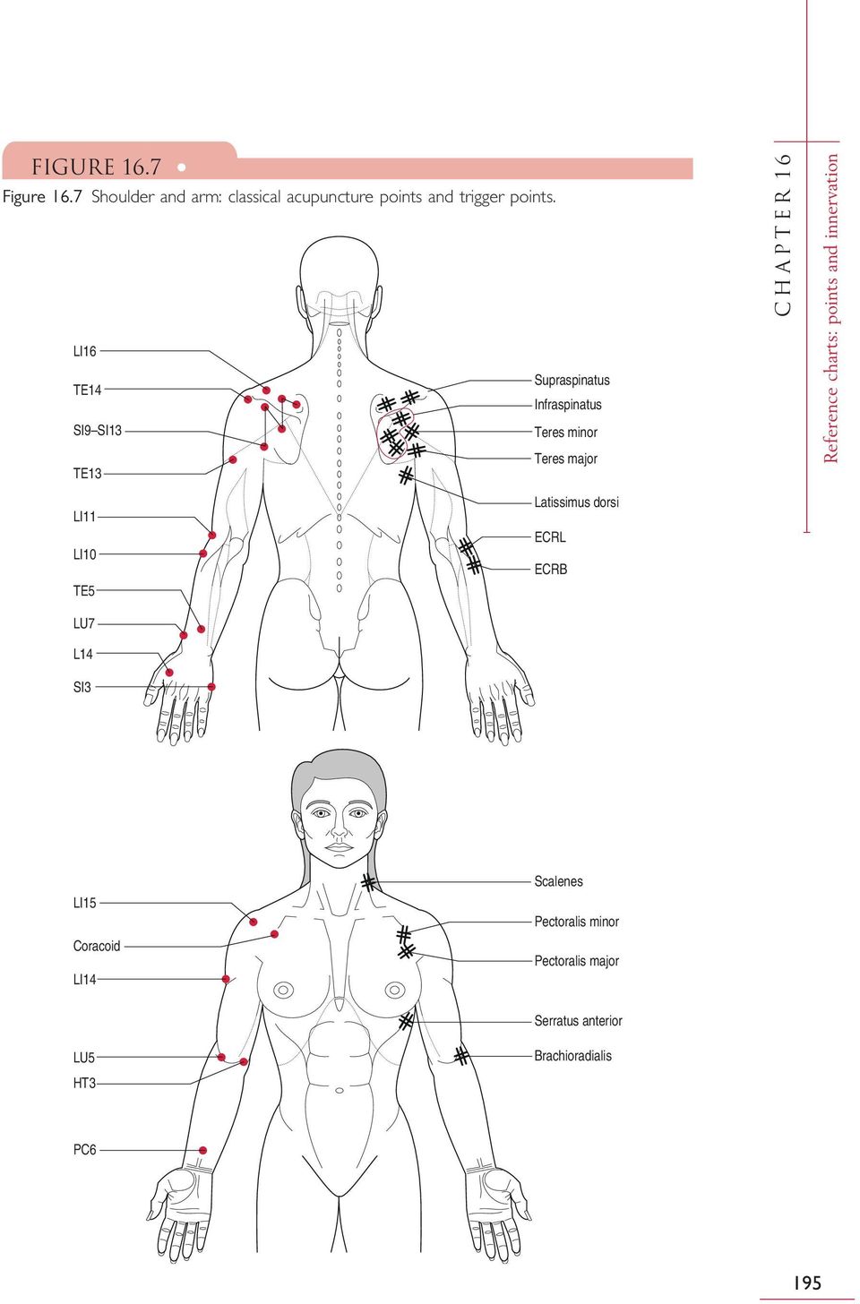 Reference charts: points and innervation LI11 LI10 TE5 Latissimus dorsi ECRL ECRB LU7 L14 SI3