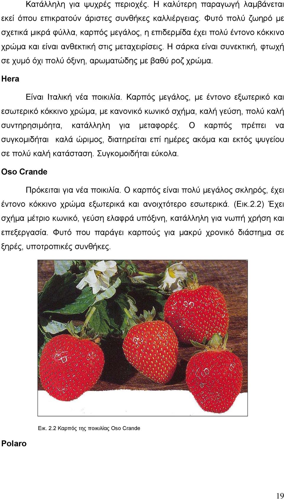 Η σάρκα είναι συνεκτική, φτωχή σε χυµό όχι πολύ όξινη, αρωµατώδης µε βαθύ ροζ χρώµα. Hera Είναι Ιταλική νέα ποικιλία.