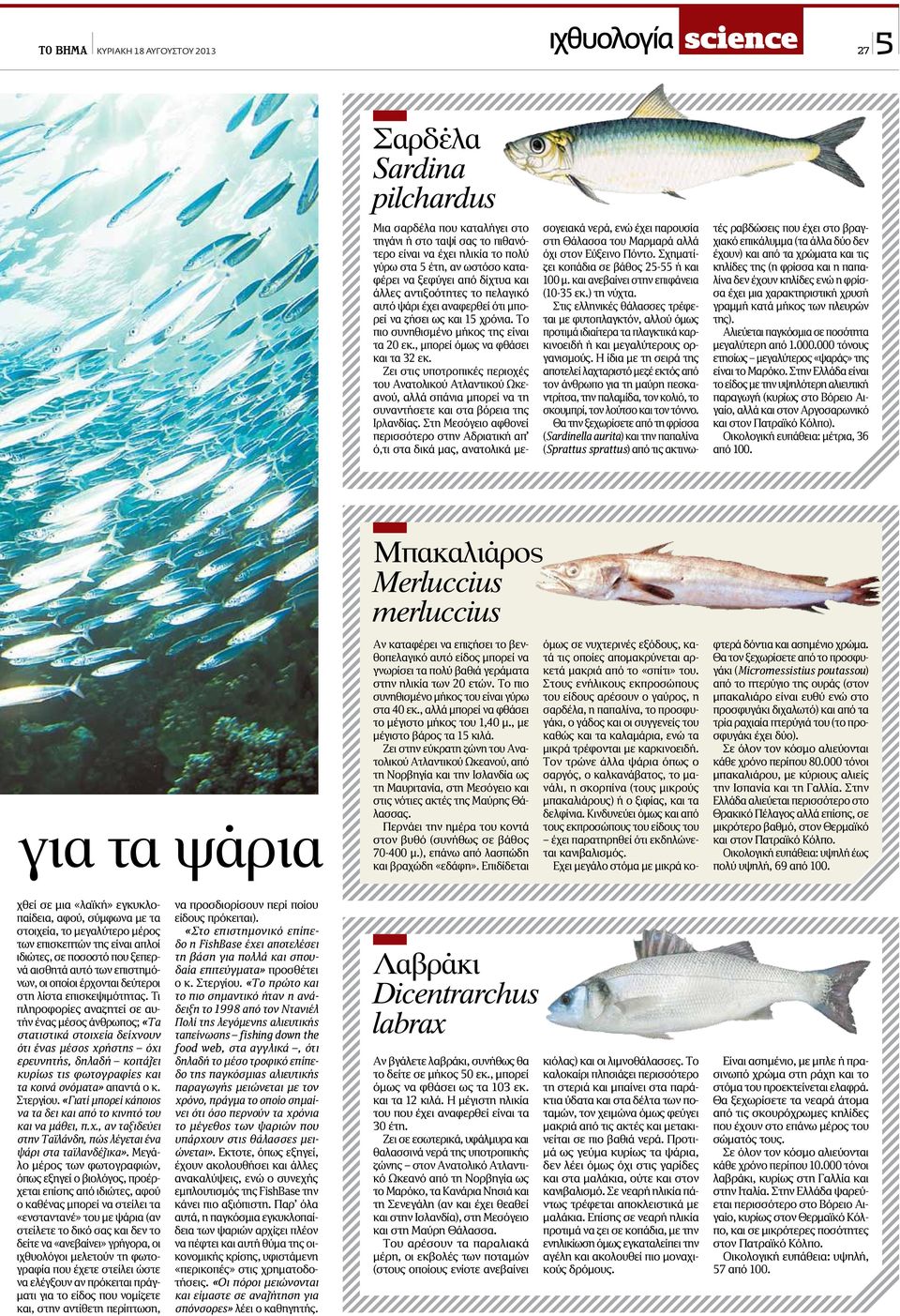 , μπορεί όμως να φθάσει και τα 32 εκ. Ζει στις υποτροπικές περιοχές του Ανατολικού Ατλαντικού Ωκεανού, αλλά σπάνια μπορεί να τη συναντήσετε και στα βόρεια της Ιρλανδίας.