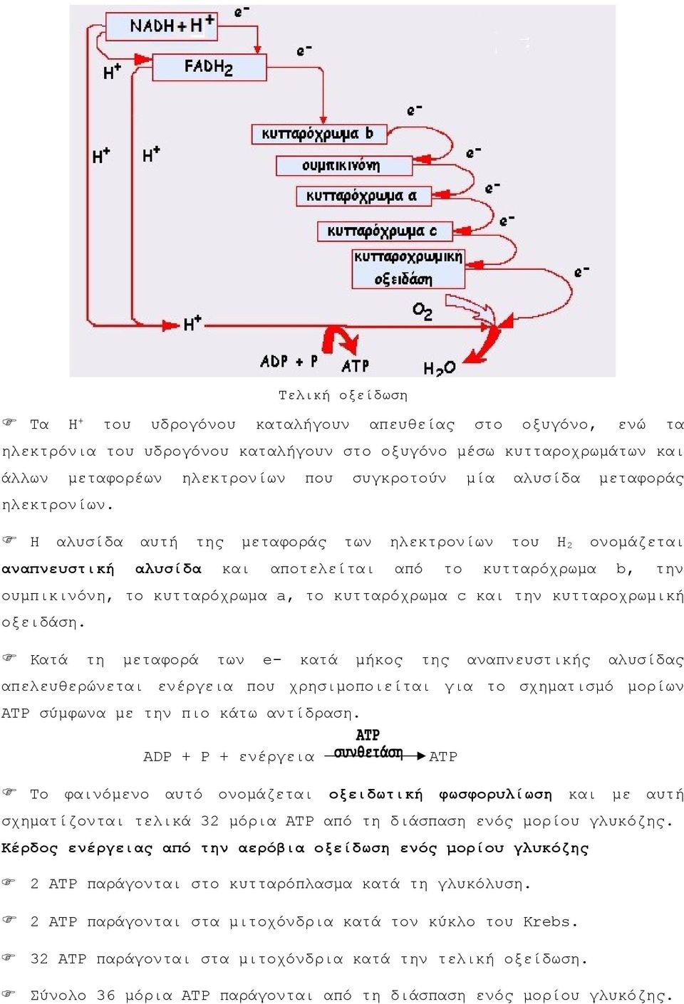 Η αλυσίδα αυτή της μεταφοράς των ηλεκτρονίων του Η 2 ονομάζεται αναπνευστική αλυσίδα και αποτελείται από το κυτταρόχρωμα b, την ουμπικινόνη, το κυτταρόχρωμα a, το κυτταρόχρωμα c και την