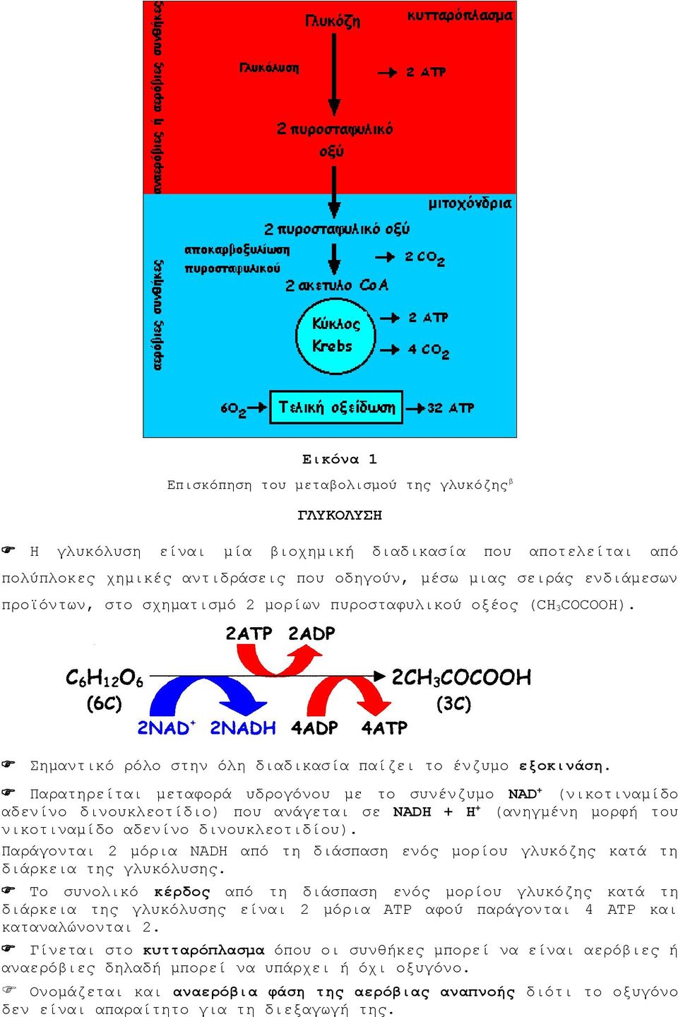 Παρατηρείται μεταφορά υδρογόνου με το συνένζυμο NAD + (νικοτιναμίδο αδενίνο δινουκλεοτίδιο) που ανάγεται σε NADH + Η + (ανηγμένη μορφή του νικοτιναμίδο αδενίνο δινουκλεοτιδίου).