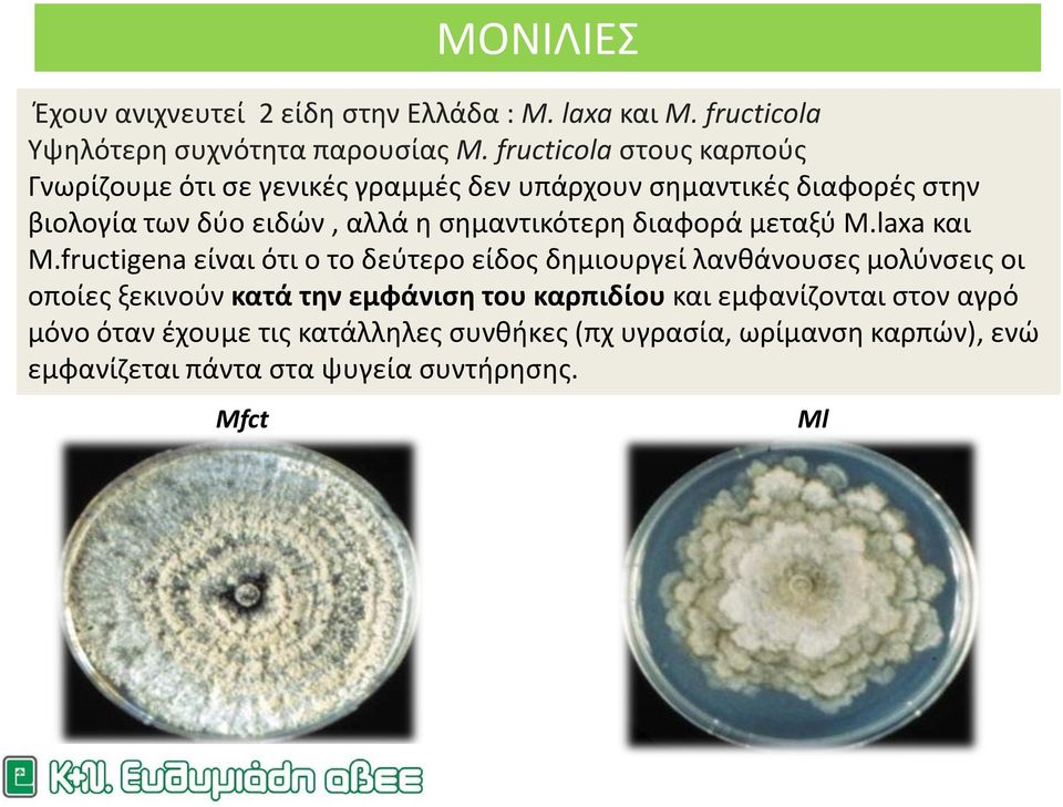 σημαντικότερη διαφορά μεταξύ M.laxa και M.