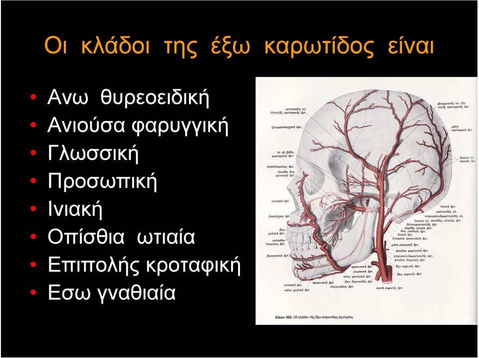 Γλωσσική Προσωπική Ινιακή Οπίσθια