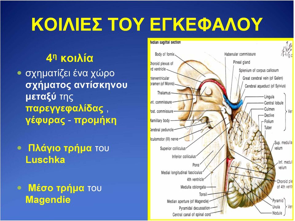 μεταξύ της παρεγγεφαλίδας, γέφυρας -