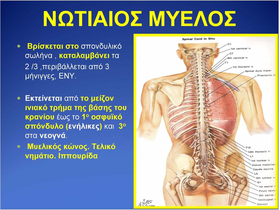 Εκτείνεται από το μείζον ινιακό τρήμα της βάσης του κρανίου έως το