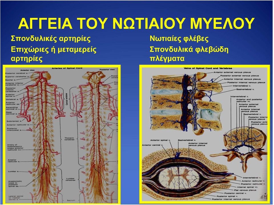 ή μεταμερείς αρτηρίες Νωτιαίες