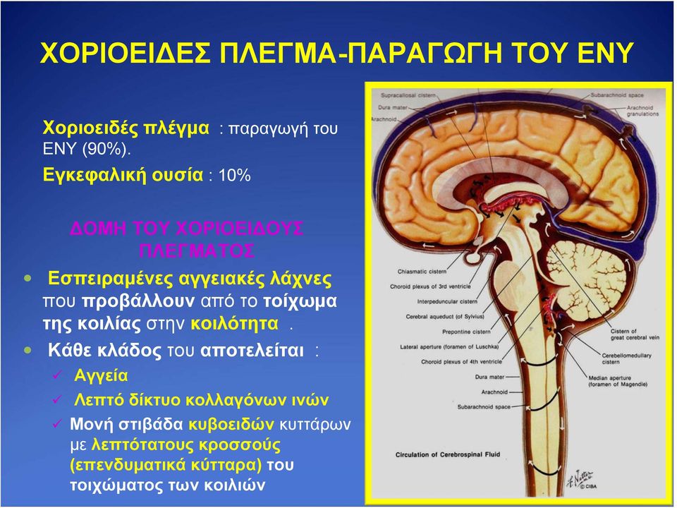 προβάλλουν από το τοίχωμα της κοιλίας στην κοιλότητα.