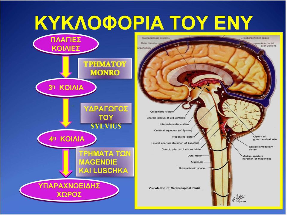 YΠΑΡΑΧΝΟΕΙΔΗΣ ΧΩΡΟΣ ΥΔΡΑΓΩΓΟΣ