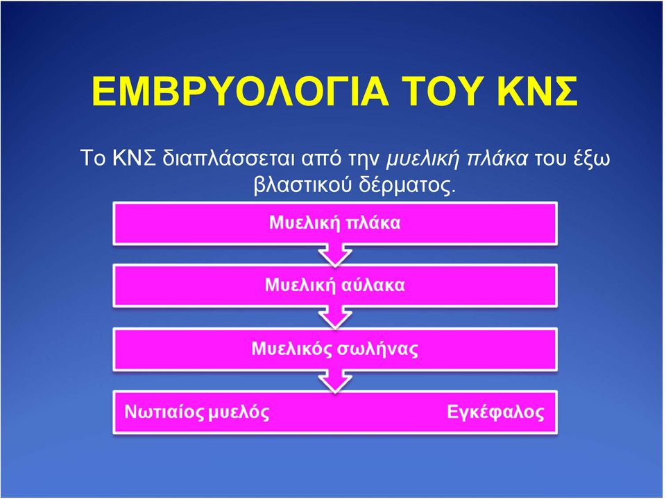 την μυελική πλάκα του