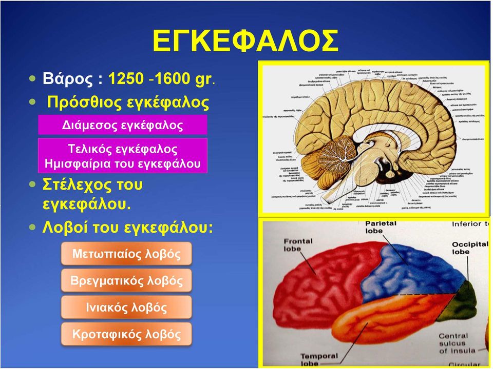 Ημισφαίρια του εγκεφάλου Στέλεχος του εγκεφάλου.