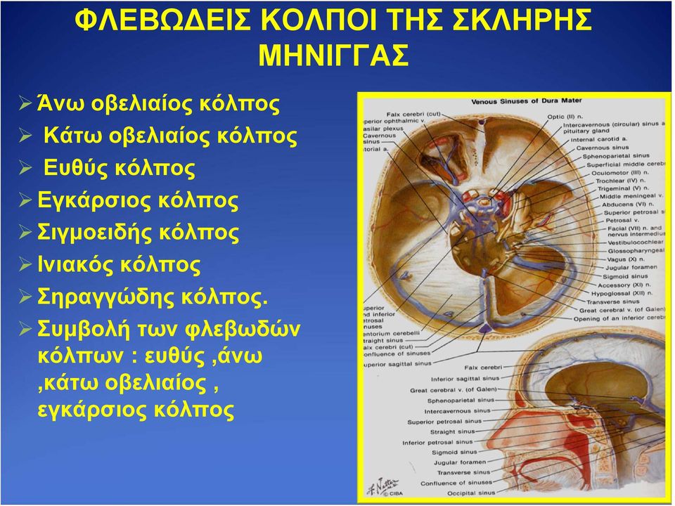 Σιγμοειδής κόλπος Ινιακός κόλπος Σηραγγώδης κόλπος.