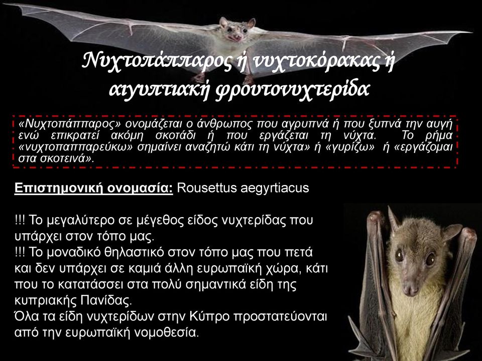 Επιστημονική ονομασία: Rousettus aegyrtiacus!!! Το μεγαλύτερο σε μέγεθος είδος νυχτερίδας που υπάρχει στον τόπο μας.