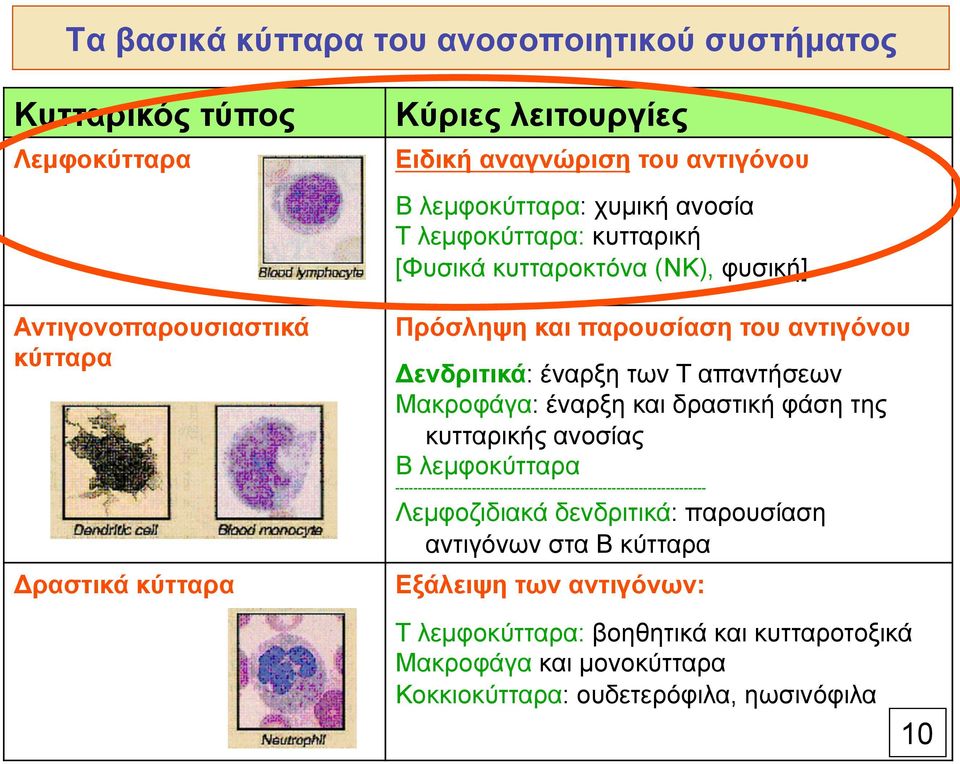 απαντήσεων Μακροφάγα: έναρξη και δραστική φάση της κυτταρικής ανοσίας Β λεµφοκύτταρα --------------------------------------------------------------------- Λεµφοζιδιακά