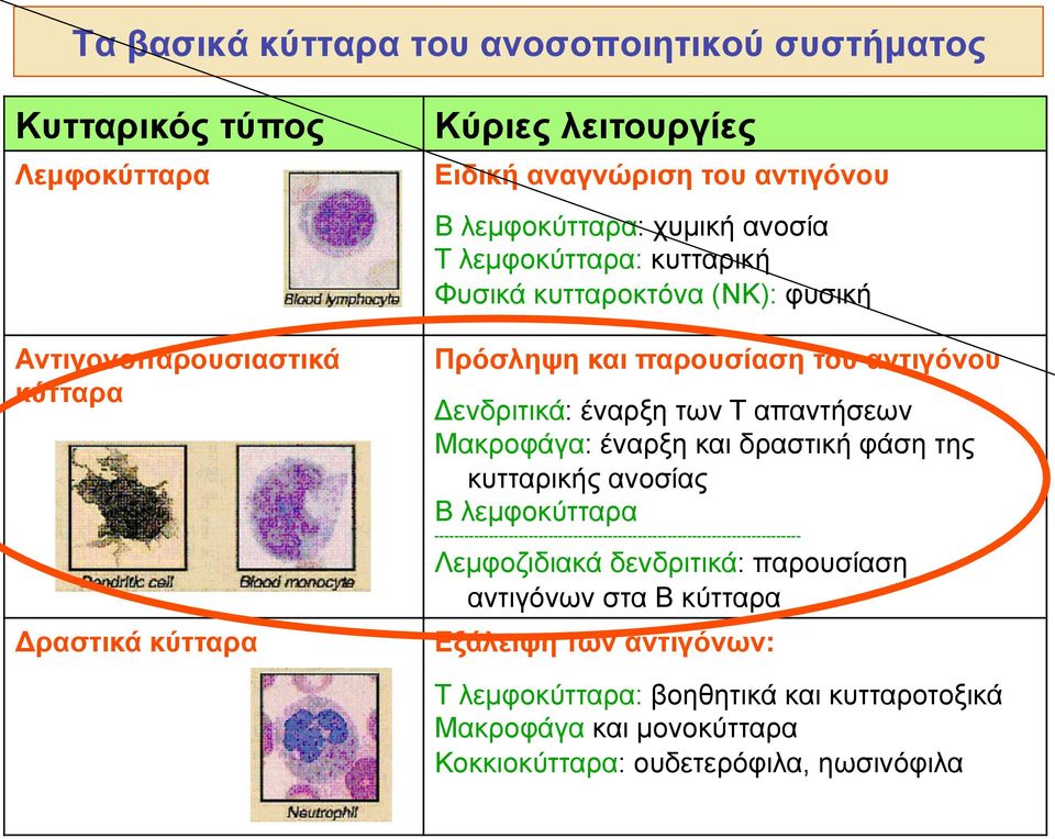 απαντήσεων Μακροφάγα: έναρξη και δραστική φάση της κυτταρικής ανοσίας Β λεµφοκύτταρα --------------------------------------------------------------------------